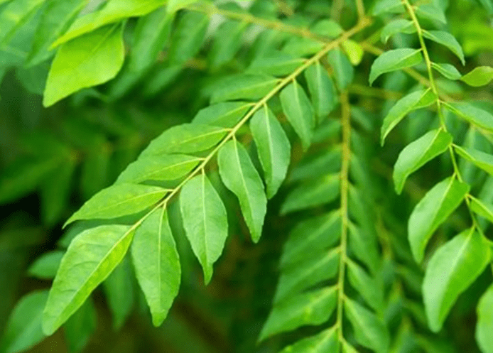 Learn about the Nutritional Content of Curry Leaves