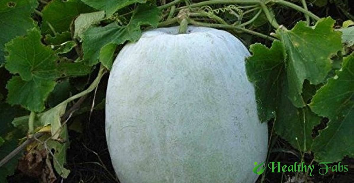 Benefits of Drinking Ash Gourd Juice