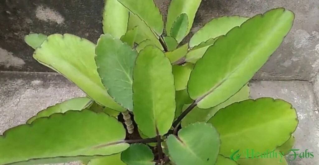 Benefits of Ranapala Leaves