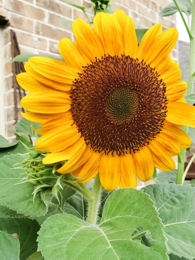Benefits of Eating Sunflower Seeds