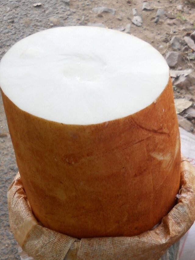 Bhoochakra Gadda benefits